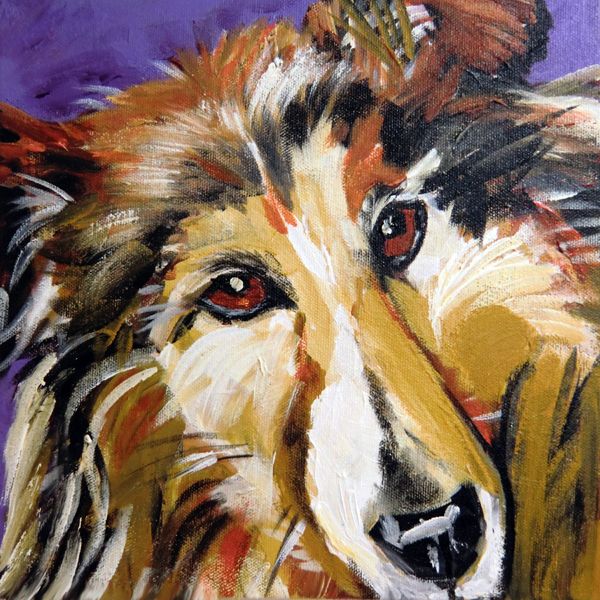 Collie